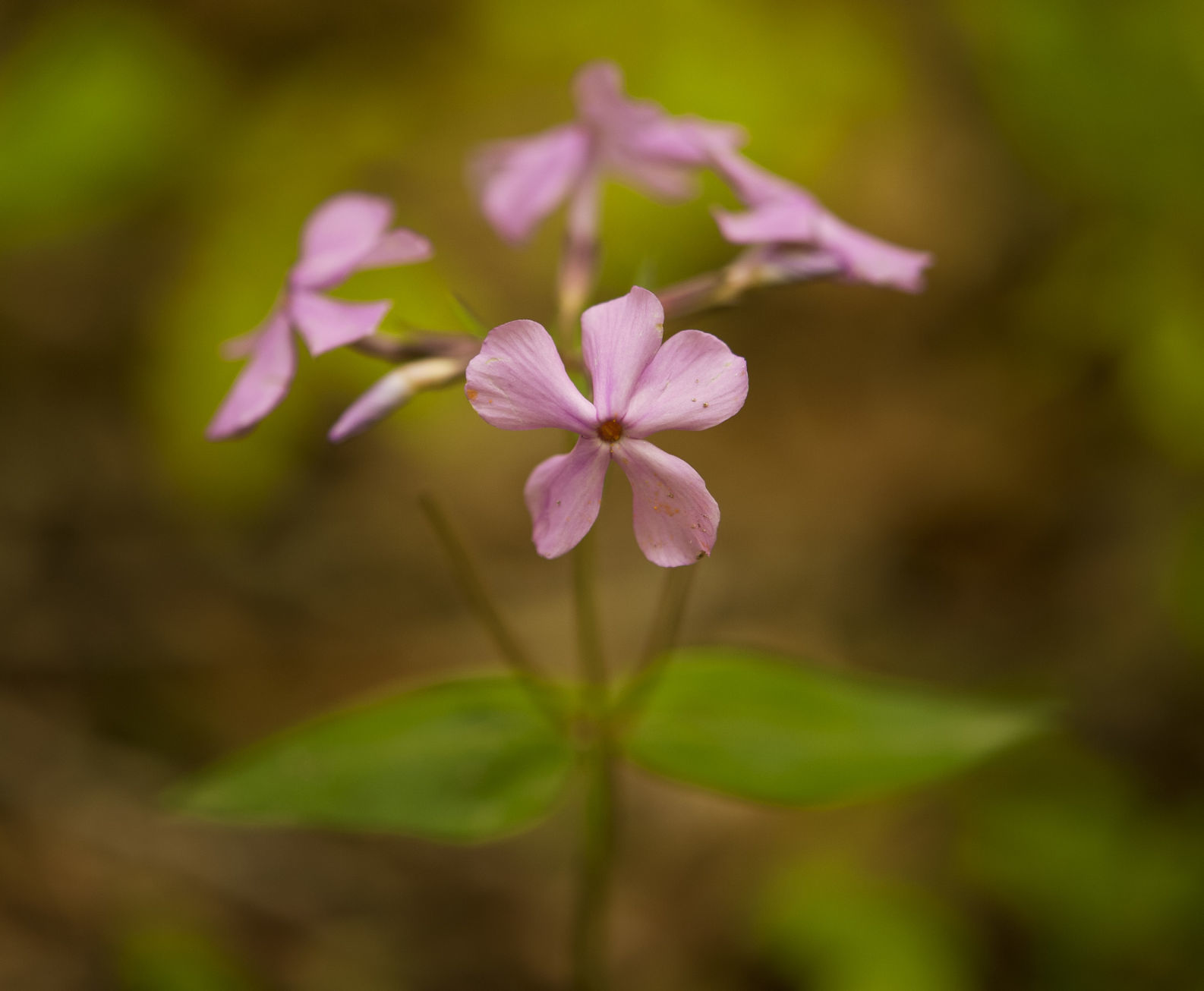 Cascades Preserve